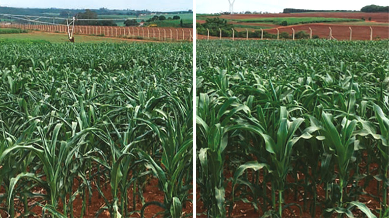 The deeper branched root system of maize grown with Improver Max biofertilizer (right) are more tolerant of water deficit than the control plot.